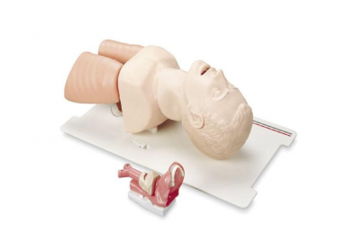 [25000026(AirwayManagementTrainer)] 기도유지 마네킨(성인)